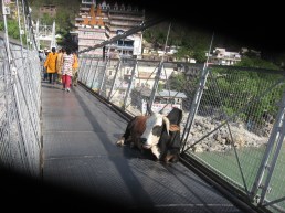 Kopru sadece yayalar icin!