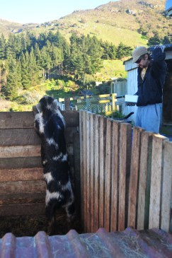 boyu neredeyse bir insan kadar. disleri ve tirnaklari cok keskinmis. Vahsi dogada saldirdiklarinda tek darbeyle ciddi yaralar acabiliyorlarmis.