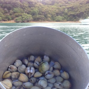 Bu midyeler, su gorunen koydan kosup gelip bu tencereye girmisleeeer...